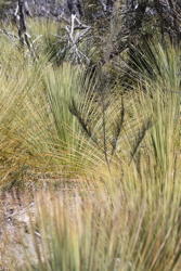 young grass trees