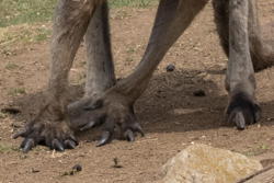 kangaroo claws, up close