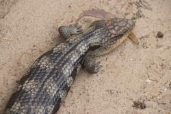 lizard on sand