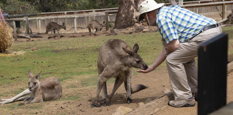 Mark feeds a full-grown gray kangaroo