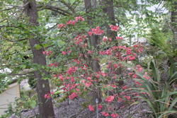 unknown flowering shrub