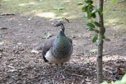 peacock, voguing