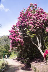 big pink-flowering Rhody