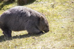 wombat, II