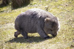 wombat, III