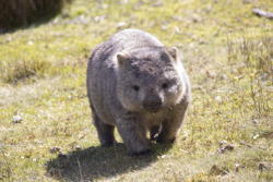 wombat, IV