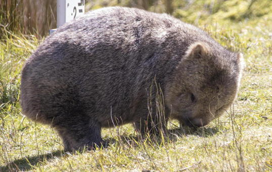wombat!