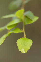 closeup of a leaf