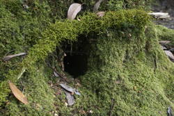 a hole in the moss