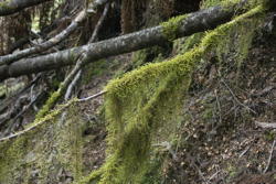 moss-draped twig