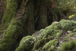 moss in front of deep-shadowed tree trunk