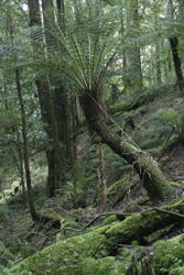 tree fern, I