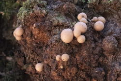 fungi, maybe puffballs