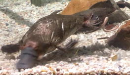 frame of a platypus from a video