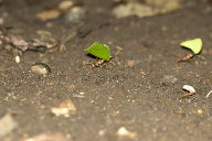 Leaf-cutter ants, I