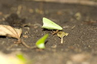 Leaf-cutter ants, II