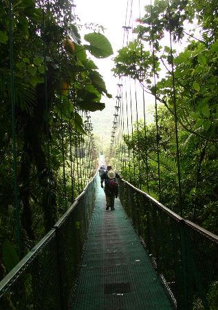 A bridge over the canopy