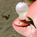 hummingbird I