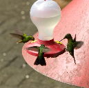 hummingbird II