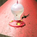 hummingbird IV