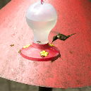 hummingbird V