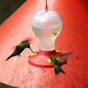 hummingbird VI