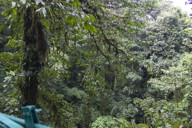 Cloud forest I