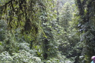 Cloud forest IV