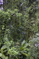 vegetation galore