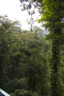 vegetation galore