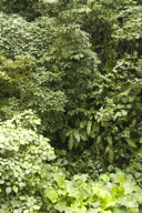 vegetation, 4
