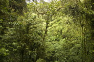vegetation, 2