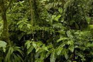 vegetation, 3