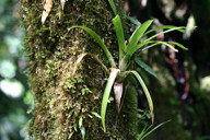 longleafed epiphyte