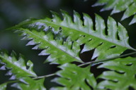 coarse-leaved fern