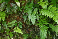 more ferns