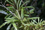 fern with long undivided leaves