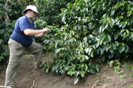 Mark takes a snap of coffee bushes
