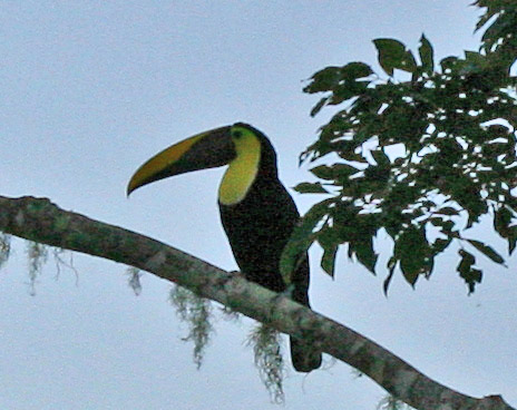 toucan in silhouette