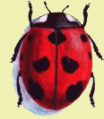 little ladybug