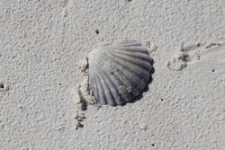 a scallop