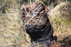 dead grass tree stump