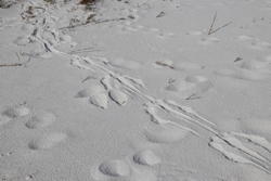 wallaby tracks, I