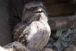 frogmouth