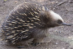 echidna