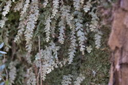 fern, maybe young tree fern