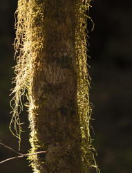 thin trunk with aerial roots coming off