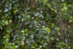 Nothofagus leaves