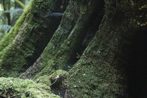 mossy tree trunk