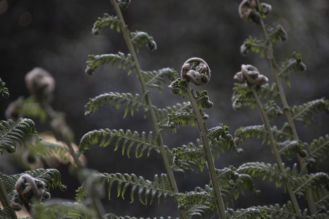 dramatically lit ferns